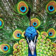 Pavo cristatus.