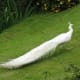 Leucistic peacock.