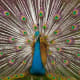 A variation of Pavo cristatus.