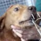 They try to say online that this dog got into his masters tackle box and accidentally became hooked? Unlikely.