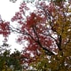 tanawha-trail-blue-ridge-parkway-blowing-rock