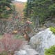 tanawha-trail-blue-ridge-parkway-blowing-rock