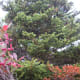 tanawha-trail-blue-ridge-parkway-blowing-rock