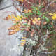 tanawha-trail-blue-ridge-parkway-blowing-rock