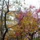 tanawha-trail-blue-ridge-parkway-blowing-rock