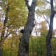 tanawha-trail-blue-ridge-parkway-blowing-rock