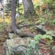 tanawha-trail-blue-ridge-parkway-blowing-rock
