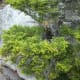 tanawha-trail-blue-ridge-parkway-blowing-rock