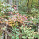 tanawha-trail-blue-ridge-parkway-blowing-rock
