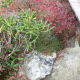 tanawha-trail-blue-ridge-parkway-blowing-rock