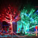 Trees Wrapped In Color
