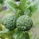 Makrut Lime