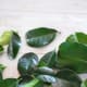 Makrut Lime Leaves