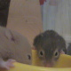 18 days old