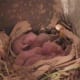 3 days old
