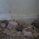 10 days old