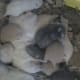 15 days old