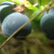 Bilberry (Wikimedia Commons)