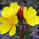 Evening Primrose Oil (Wikimedia Commons)