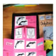 dolphins versus porpoises flip flap book