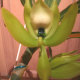This one is REALLY startling when it blooms - it is HUGE!