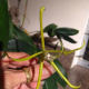 Now, I ask you - did you ever see an orchid that looked like this one, or a corsage...or anywhere else, for that matter?
