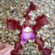 Another curling iron disaster, evidently. This shombergkia is one of the most interesting of his "alien orchids". When they bloom, there are a LOT of them, on a long stalk, and they look like they are coming from the skies - bent on destruction.