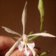 White Ghost Orchid - well, it's not technically a ghost orchid - there IS such a thing, you know - but I think it's a ghost orchid!