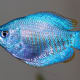 The dwarf gourami, Colisa lalia, has an almost translucent blue color, with vertical red to dark orange stripes. In its native range it is dried for food, and it is also kept as an aquarium fish. It has become highly popular for aquaria.