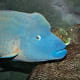 The humphead wrasse (Cheilinus undulatus) is a wrasse that is mainly found in coral reefs in the Indo-Pacific region. It is also known as the Mori wrasse, Napoleon wrasse, Napoleonfish