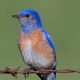 The Western Bluebird (Sialia mexicana) is a medium-sized thrush. Their breeding habitat is semi-open country across western North America, but not desert areas.