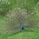 The Indian Peafowl, Pavo cristatus (from Latin Pavo, peafowl; cristatus, crested), also known as the Common Peafowl or the Blue Peafowl, is one of two species of bird in the genus Pavo of the Phasianidae family known as peafowl.