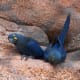 The Lear's Macaw (Anodorhynchus leari), also known as the Indigo Macaw, is a rare Brazilian parrot with a highly restricted range. It is metallic blue with a faint tinge of green, and a yellow patch of skin at the base of the head.
