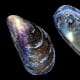 The blue mussel, Mytilus edulis, is a medium-sized edible marine bivalve mollusc in the family Mytilidae.