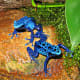 Dendrobates azureus is a type of poison dart frog found in the forests surrounded by the Sipaliwini savannah, which is located in southern Suriname and Brazil