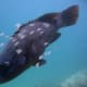A blue groper is a member of two similar species of fish found in the coastal waters of southern Australia, distinguished by the bright blue colouring of the adult males.