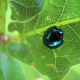 Halmus chalybeus, commonly known as the steelblue ladybird, is a species of ladybird (the beetle family Coccinellidae). It has an iridescent blue/green colouration and is a predator of other insects.