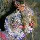 Hypselodoris infucata is a species of colorful sea slug or dorid nudibranch, a marine opisthobranch gastropod mollusk in the family Chromodorididae