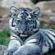 The Maltese tiger, or blue tiger, is a suspected coloration morph of a tiger, reported mostly from the Fujian Province of China. It is said to have bluish fur with dark grey stripes