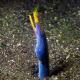 The ribbon eel, Rhinomuraena quaesita, or Bernis eel, is a species of saltwater eels, the only member of the genus Rhinomuraena of the Muraenidae (Moray eel) family of order Anguilliformes.