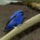 The Purple Honeycreeper, Cyanerpes caeruleus, is a small bird in the tanager family. It is found in the tropical New World from Colombia and Venezuela south to Brazil, and on Trinidad.