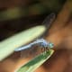 The Blue Dasher (Pachydiplax longipennis) is a dragonfly of the skimmer family. It is common and widely distributed in the United States.