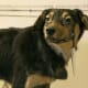 One of the many dogs Pavlov used in his experiments, Pavlov Museum Ryazan, Russia. Note the saliva catch container and tube surgically implanted in the dog's muzzle. Image from Wikipedia