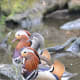 Three mandarin ducks