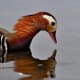 Male mandarin duck