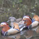 Three mandarin ducks