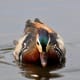 Male mandarin duck