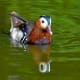 Male mandarin duck on water