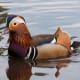 Male mandarin