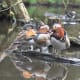 Three mandarin ducks